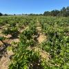 Magnífica Finca segregada en la zona de El Marquesado, Chiclana